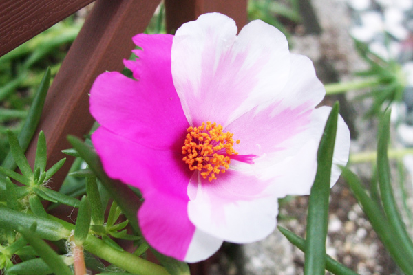 20131009_matubabotan_m